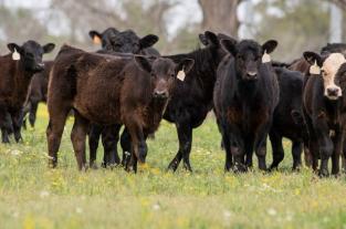 Producers can reduce stress on calves by weaning them while they are  still on the farm. Calves with less stress have fewer diseases and lower  morbidity when they go to the feedlot. Photo courtesy of Eric Bailey.