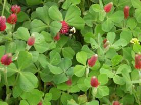 A bumblebee on crimson clover. Photo by Tim Reinbott.