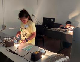 Youths at State 4-H Poultry Day examine embryos by 'candling' eggs.