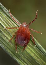 Adult female longhorned tick. Public domain photo by James Gathany, Centers for Disease Control and Prevention.