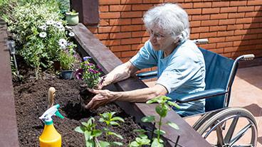 person in wheelchair gardening