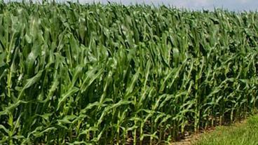 Corn in a field