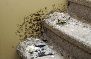 Mold was widespread just two weeks after the 2011 Joplin tornado exposed this home's interior to the elements. MU Cooperative Media Group