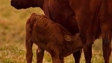 calf milking