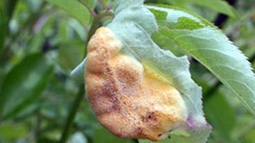 leaf turning brown