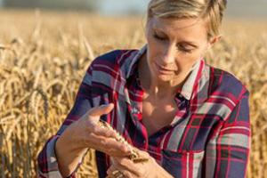 A woman analyzing wheat.