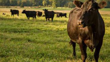 Cattle in field